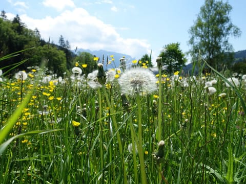 Ferienwohnung Murmeltier Apartment in Aschau im Chiemgau