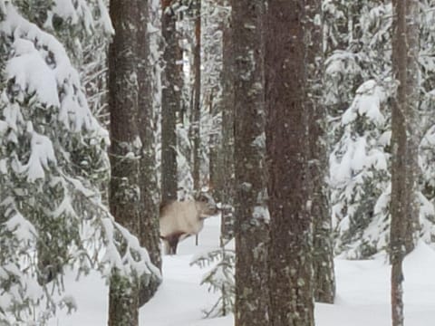 Day, Natural landscape, Winter