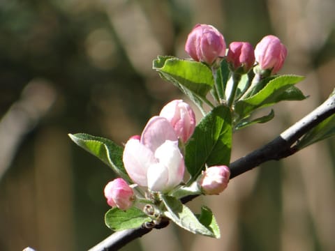 Spring, Garden view