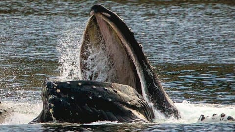 Biker's Bungalow - Near Mendenhall Glacier and Auke Bay Offering DISCOUNT ON TOURS! Condo in Juneau