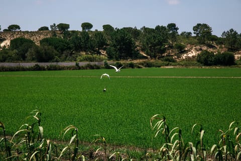 Herdade de Montalvo - Comporta Villa in Setubal District