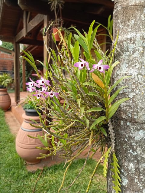 Morada Silvestre Iguazú House in Puerto Iguazú