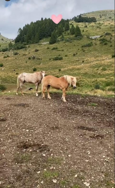 Day, Natural landscape, Animals