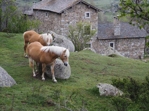 Property building, Animals