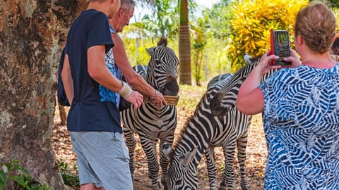 BoraBora Wildlife park and Luxury Tented Safari Camp Diani Luxus-Zelt in Diani Beach