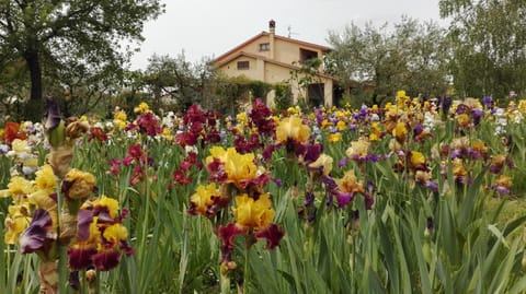 Villa Iriscortona Villa in Umbria