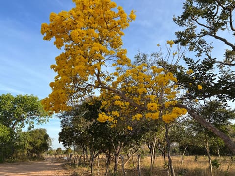 Fervedouro e pousada Por Enquanto Inn in State of Tocantins