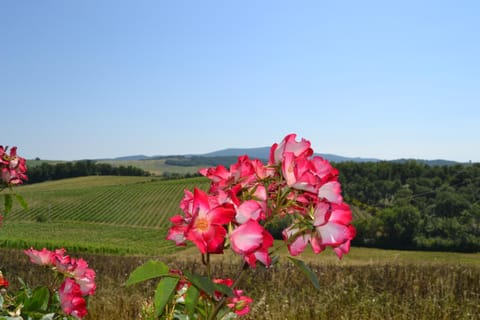Agriturismo Cignanbianco Séjour à la ferme in Castellina in Chianti