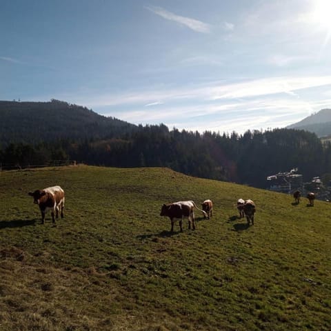 s'heimatgfühl Hotel-fazenda in Forbach