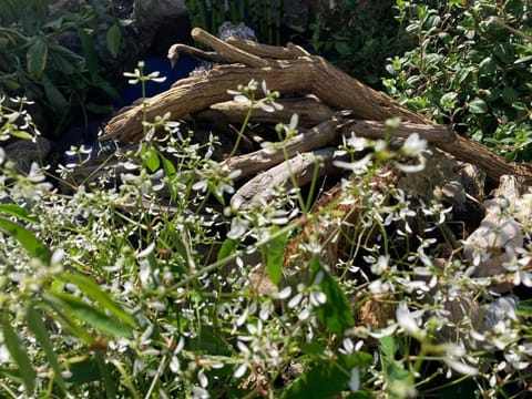 2Bed Cabin w Parking near Snowdonia National Park Cabin in Wales