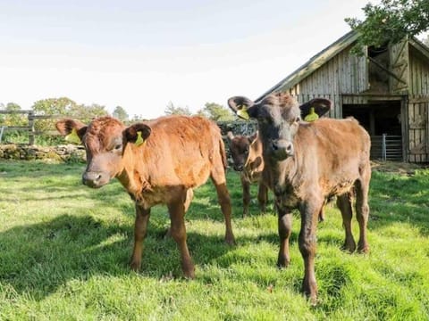 Panoramic Mountain Retreat - Waen Fechan - 4x4 access only Apartment in Wales