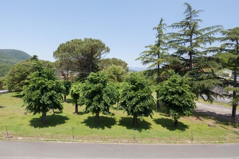 Natural landscape, Garden, Garden view, Quiet street view