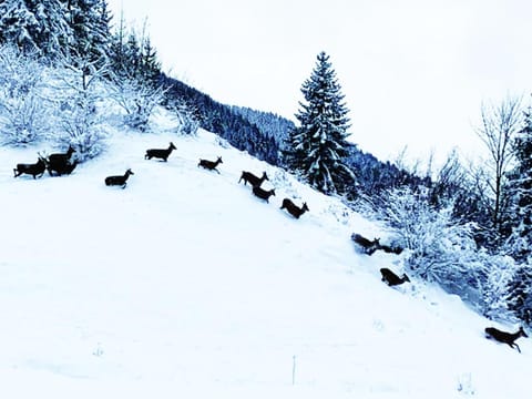 ⁂⁂ GITE LE PRES AU CERF [CLEDICIHOME] 2 steps from the LISPACH resort // PRIVATE toboggan run! SNOWSHOE DEPARTURE ⁂⁂ House in Gérardmer