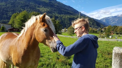 Horse-riding, Animals