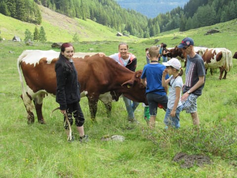 Hiking, Hiking, Animals, Pets