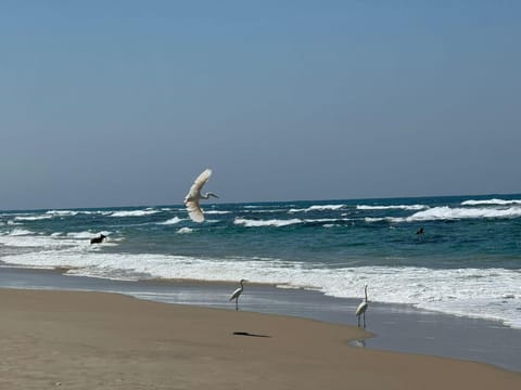 Day, Natural landscape, Beach