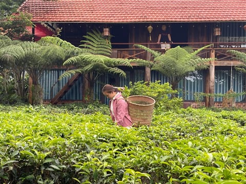 Tea Garden House Nature lodge in Lâm Đồng