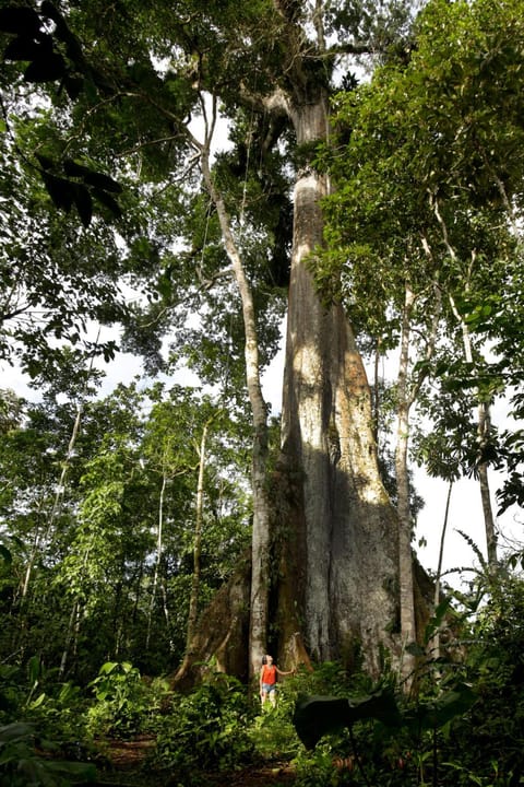 Misahualli Amazon Lodge Nature lodge in Napo, Ecuador