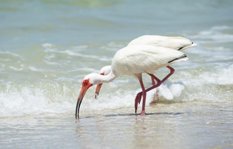 Natural landscape, Summer, Other, Beach, Animals, Sea view