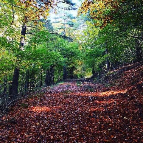 Natural landscape, Autumn, On site