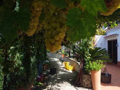 B&B Il Grappolo Bed and Breakfast in Anacapri