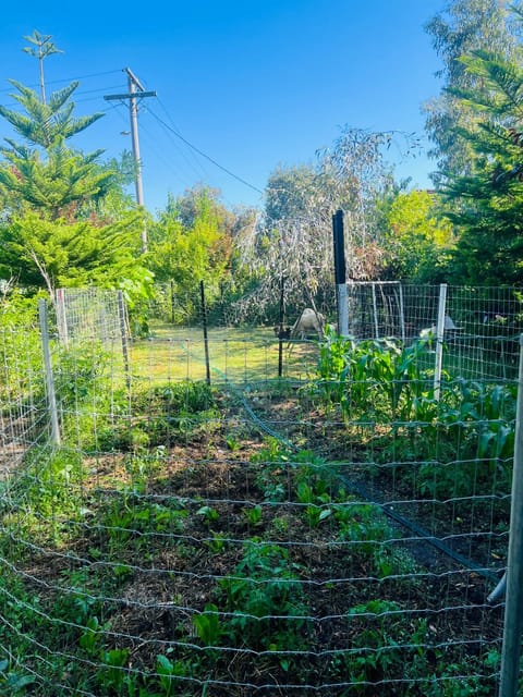 Bird Paradise & mini farm Apartment in Bendigo