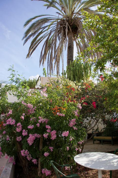 Garden, Garden, Balcony/Terrace