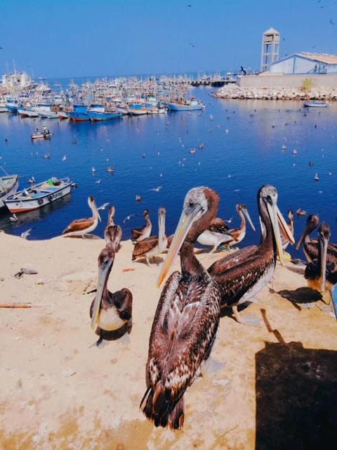 Beach, City view