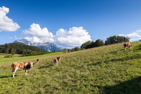 Pension Elvira Übernachtung mit Frühstück in Berchtesgadener Land