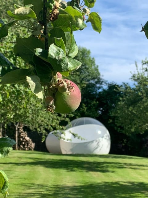 Garden, Bedroom, Garden view