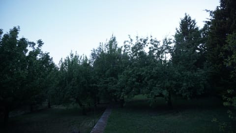 Garden, Garden view, Sunset