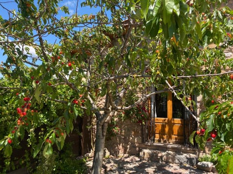 Patio, Facade/entrance, Garden