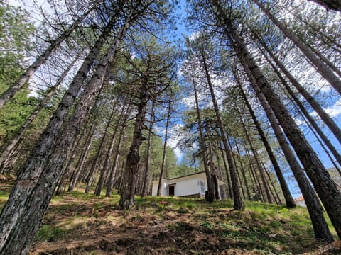 Property building, Spring, Day, Natural landscape