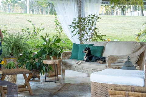 Day, Garden, Seating area, Pets, Garden view