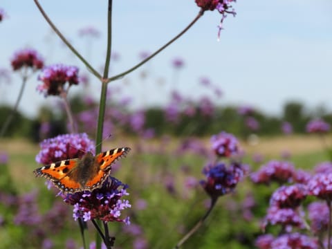 The Oaks Tent Pitches with no accommodation supplied and you must bring your own tent Campground/ 
RV Resort in Breckland District