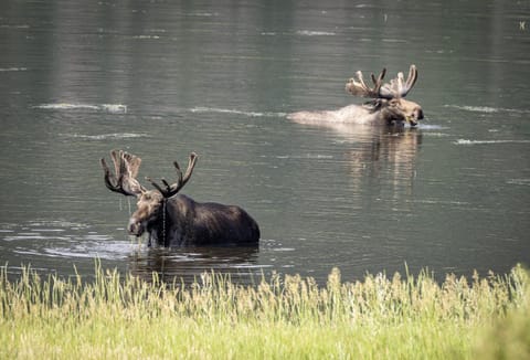 Pine Brook - 30 Nights Minimum Rental Only cabin House in Rocky Mountain National Park