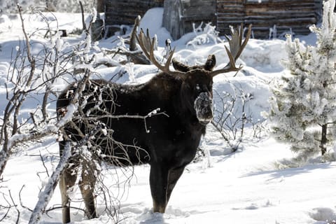 Pine Brook - 30 Nights Minimum Rental Only cabin House in Rocky Mountain National Park