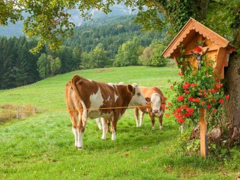 Ferienwohnung Reiter Apartment in Berchtesgadener Land