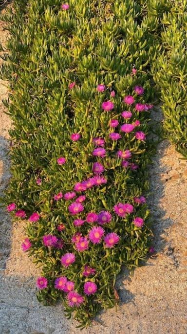 Cà dei Pòi - loft Il Timone Apartment in Riomaggiore