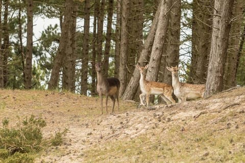 Natural landscape, Animals