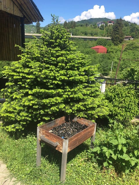 Garden, Garden view