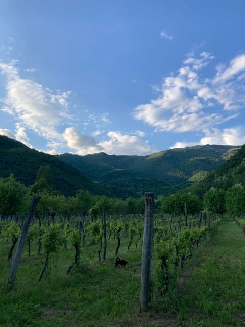 Casa del Grivò - Alloggio Sole Apartment in Friuli-Venezia Giulia