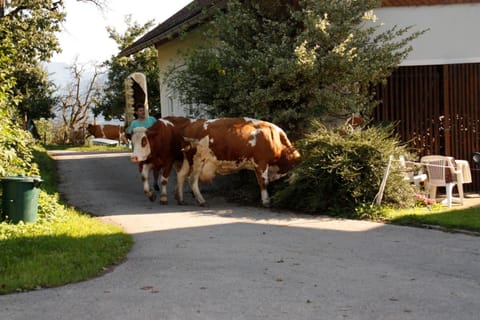 Mentebauer Traudi's Ferienhof Farm Stay in Spittal an der Drau