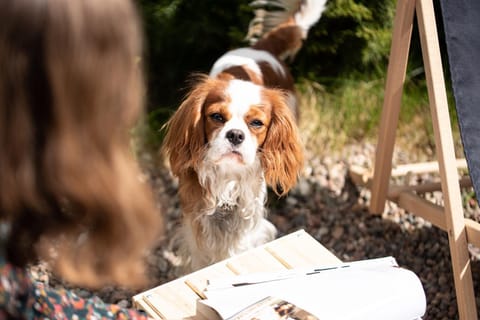 Balcony/Terrace, Animals, Animals, Pets, Pets