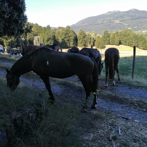 Cabañas Los Canelos Pucon, Hermosa Granja de 20 hectaréas a orillas del Río Liucura House in Pucon