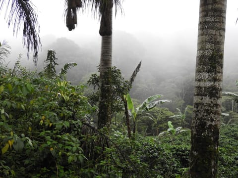 Ecolodge Luna del Rio Nature lodge in Alajuela Province