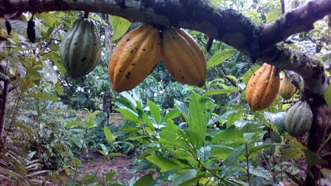 Ecolodge Luna del Rio Nature lodge in Alajuela Province