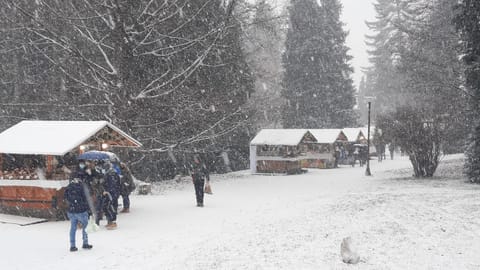 Natural landscape, Winter, group of guests