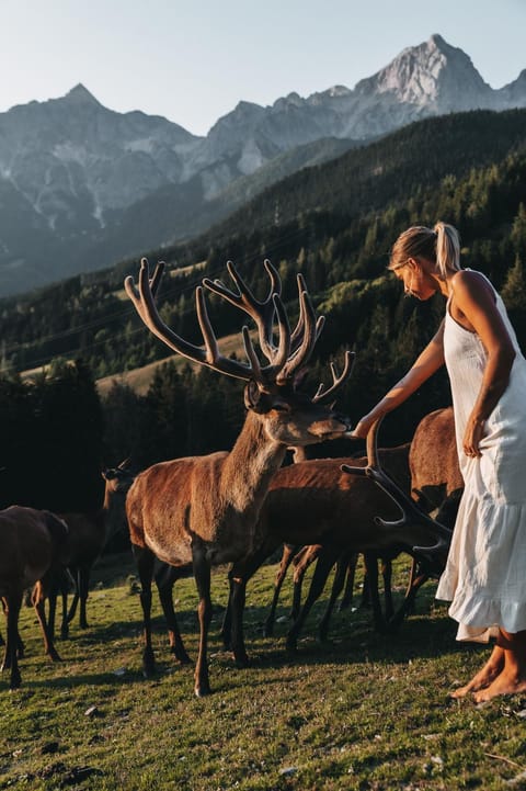 People, Animals, Mountain view