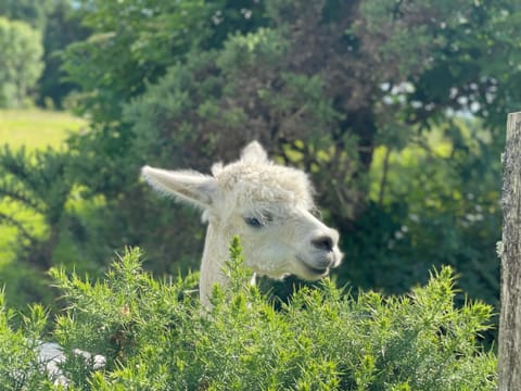 Pant y Rhedyn Glamping and camping site Campground/ 
RV Resort in Wales